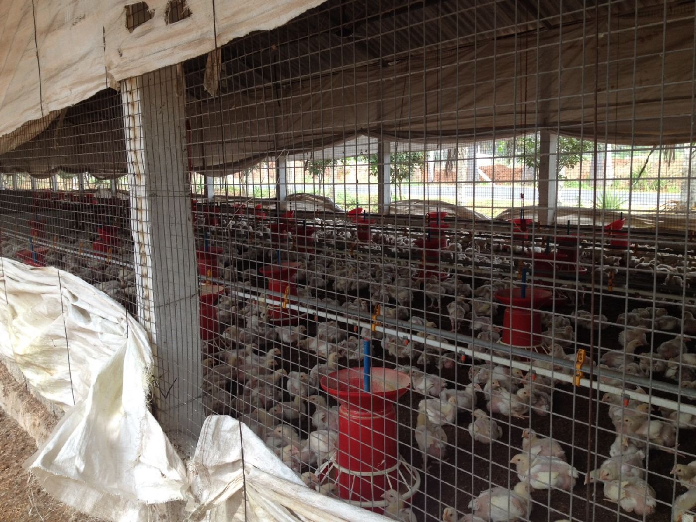 Poultry Welmesh Partition Poultry Welmesh Partition